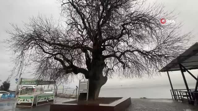 İzmit Körfezi'nin dibinde, 4 buçuk asırdır ayakta duruyor