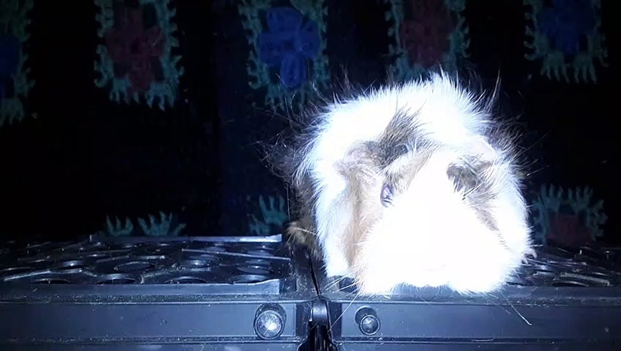 CAVIA PORCELLUS DAVID 20210812_063311