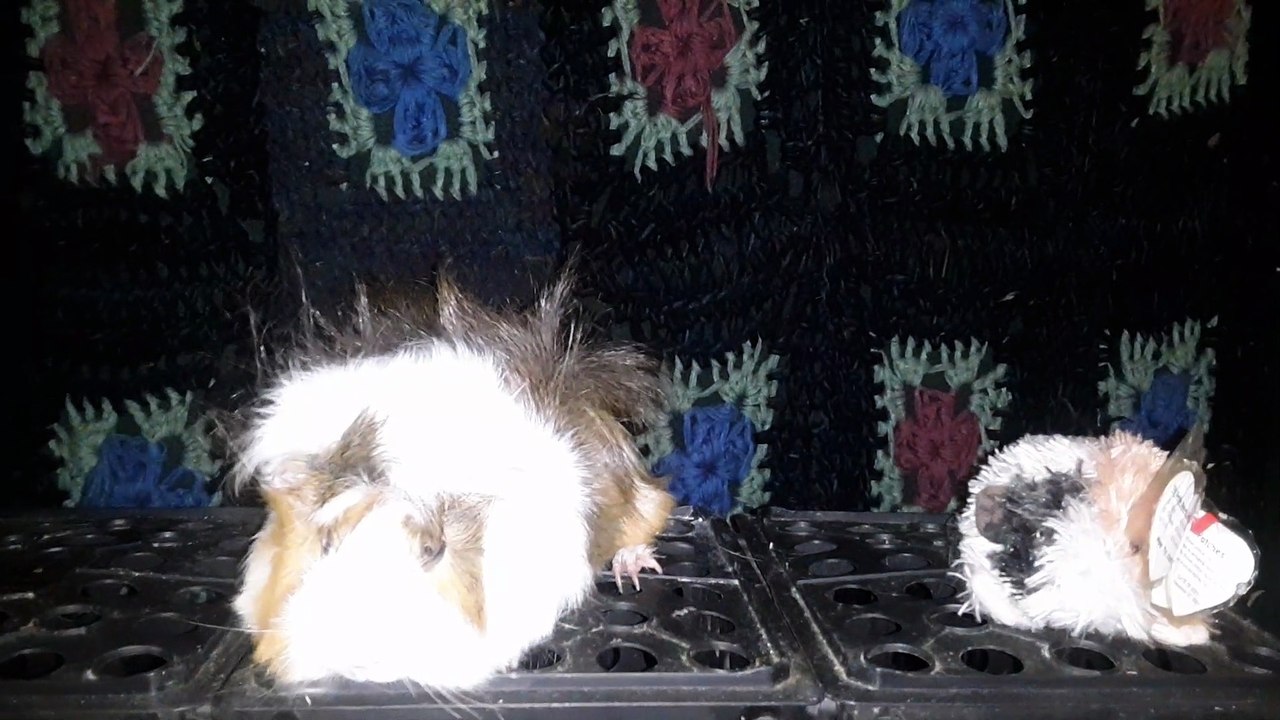 CAVIA PORCELLUS DAVID 20210812_063328