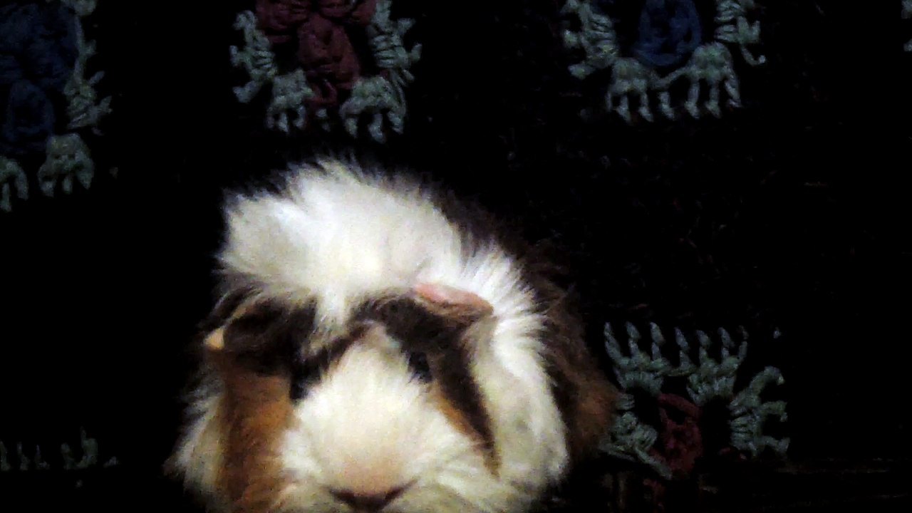 CAVIA PORCELLUS DAVID 102_8698