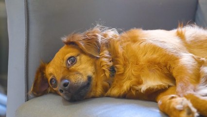 What Are Your Dog’s ‘Zoomies’ and How to Keep Them Safe