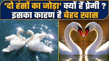 Love Story: प्यार करने वालों को कहा जाता है 'दो हंसों का जोड़ा', जानिए क्यों | वनइंडिया हिंदी