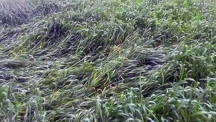 कई खेतों में आड़ी पड़ी धनिया, सरसों और गेहूं की फसल