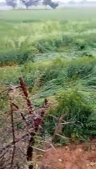 ओलावृष्टि से फसलें हुई चौपट, इतना हुआ खराबा