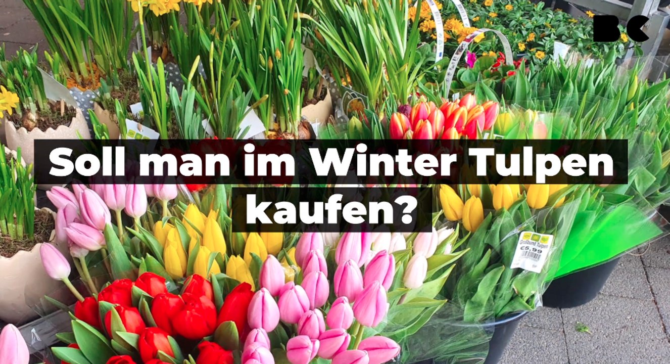 Soll man tulpen im winter kaufen?