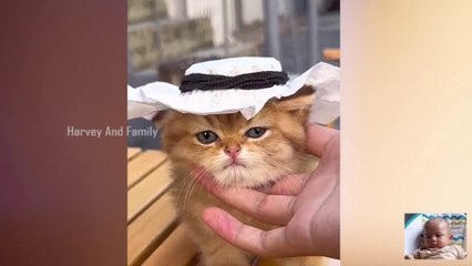 BEST SELECTION OF CUTE CAT VIDEOS Funny Cat Videos  Try Not To Laugh Or Grin 