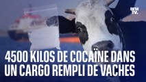 Ce cargo cachait 4,5 tonnes de cocaïne parmi des vaches