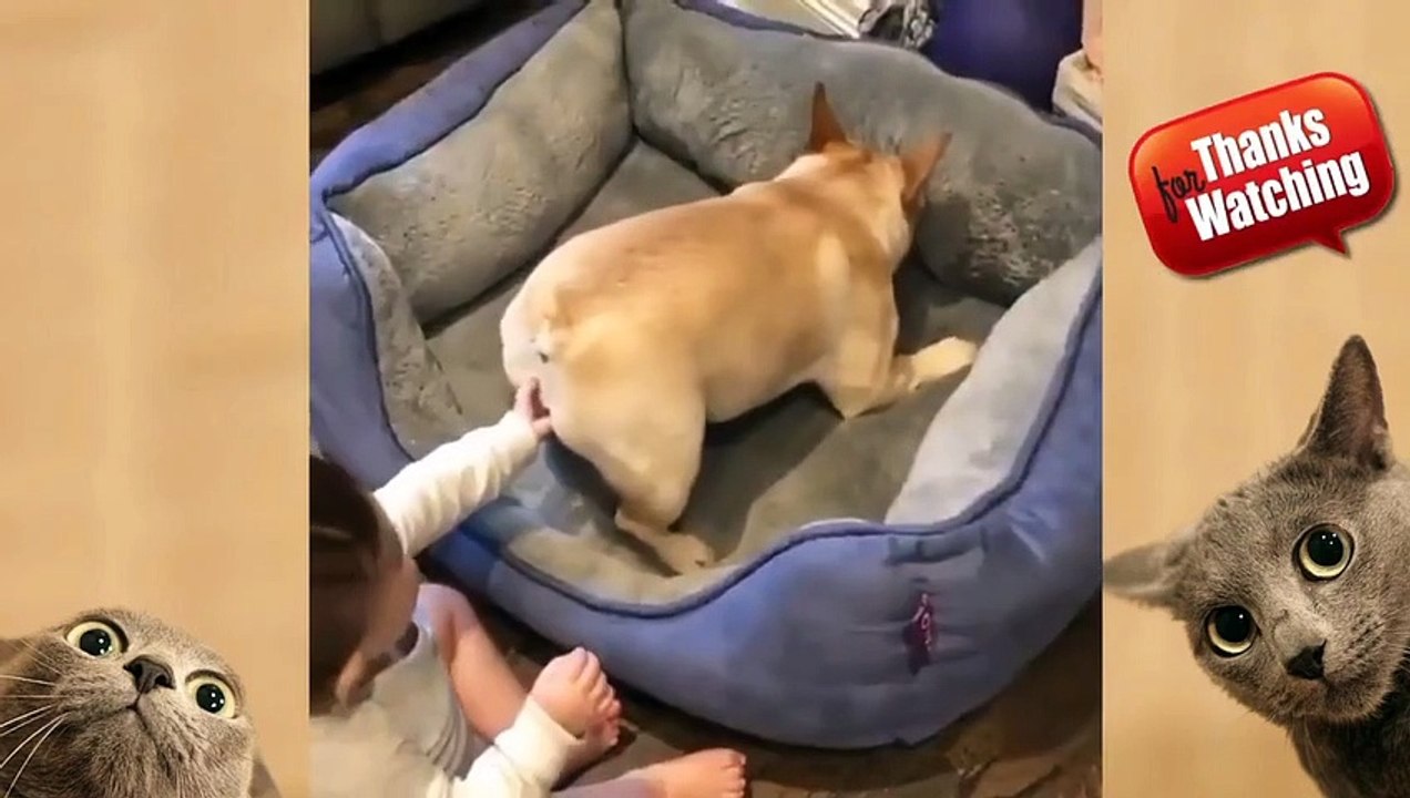 FUNNY ANIMAL VIDEOS 2022  - FUNNIEST CATS AND DOGS VIDEOS  #CUTEPETS #animalshub