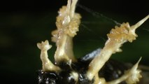 Cordyceps : que sait-on du champignon de la série 