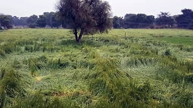 तेज हवा के साथ हुई मावठ बनी किसानों के लिए आफत, गेहूं, जौ व सरसों की फसल में नुकसान