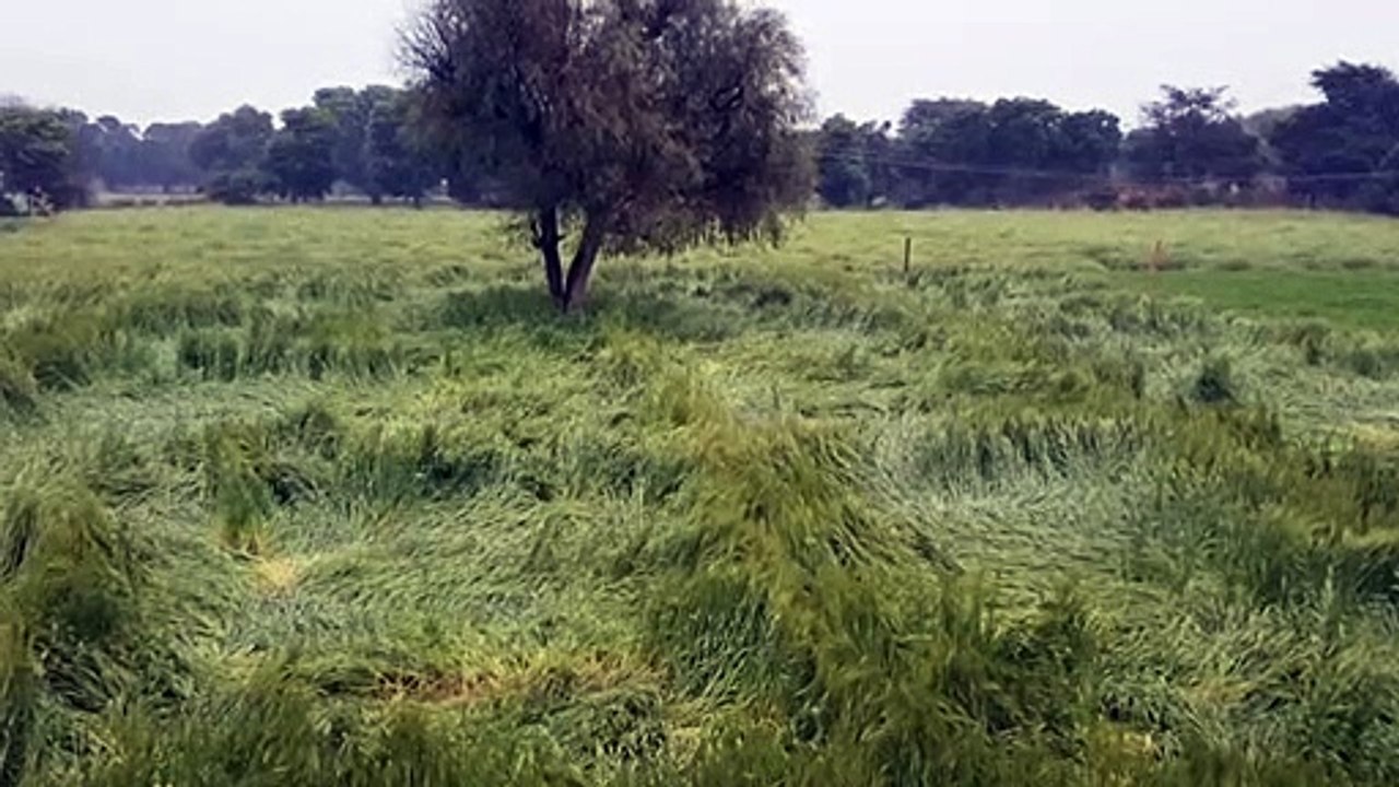 तेज हवा के साथ हुई मावठ बनी किसानों के लिए आफत,...