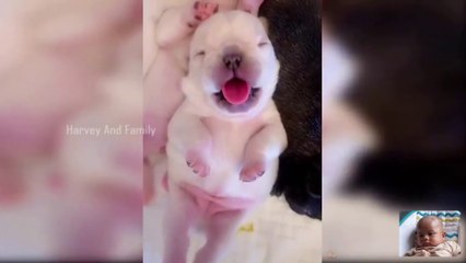 New Funny Videos 2023  Cutest AnimalsFunny Animals Compilation