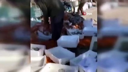 Oltasını alan sahile koştu | Antalya'da balıklar firar etti!