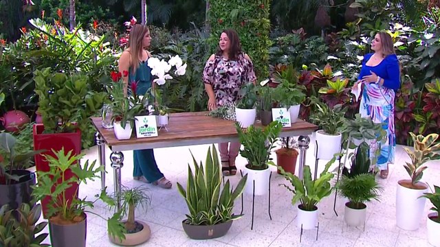 bd-plantas-minimalistas-para-la-decoracion-de-su-casa-300123