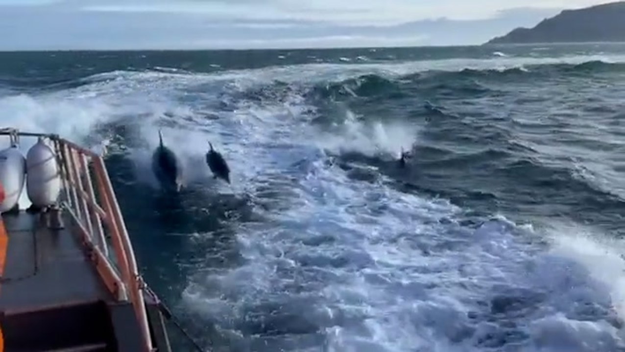 Dolphins swim alongside RNLI boat off coast of Northern Ireland