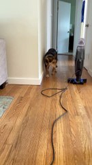 Dog Faces Her Worst Fear