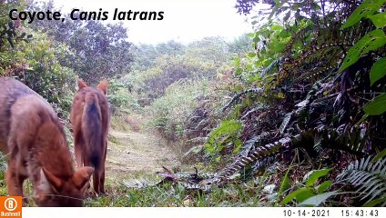 Cámara capta la fauna silvestre en montañas de Zarcero