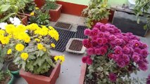 Chrysanthemum Plant Care Tips | Grow Healthy Chrysanthemums in Pots