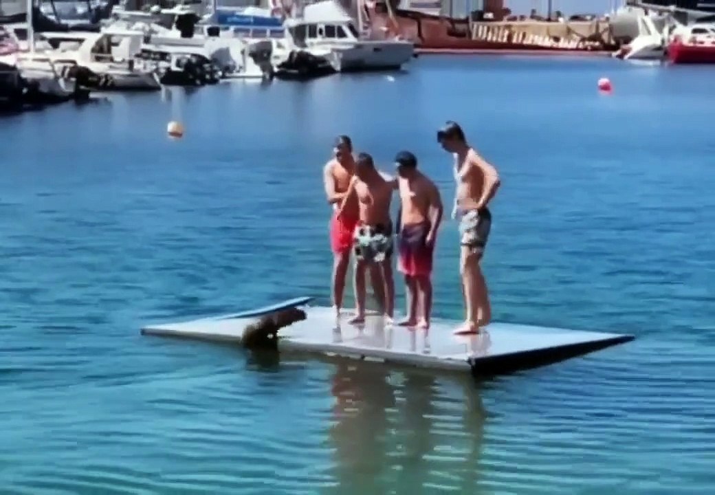 Une otarie veut jouer avec des humains... mais pas eux