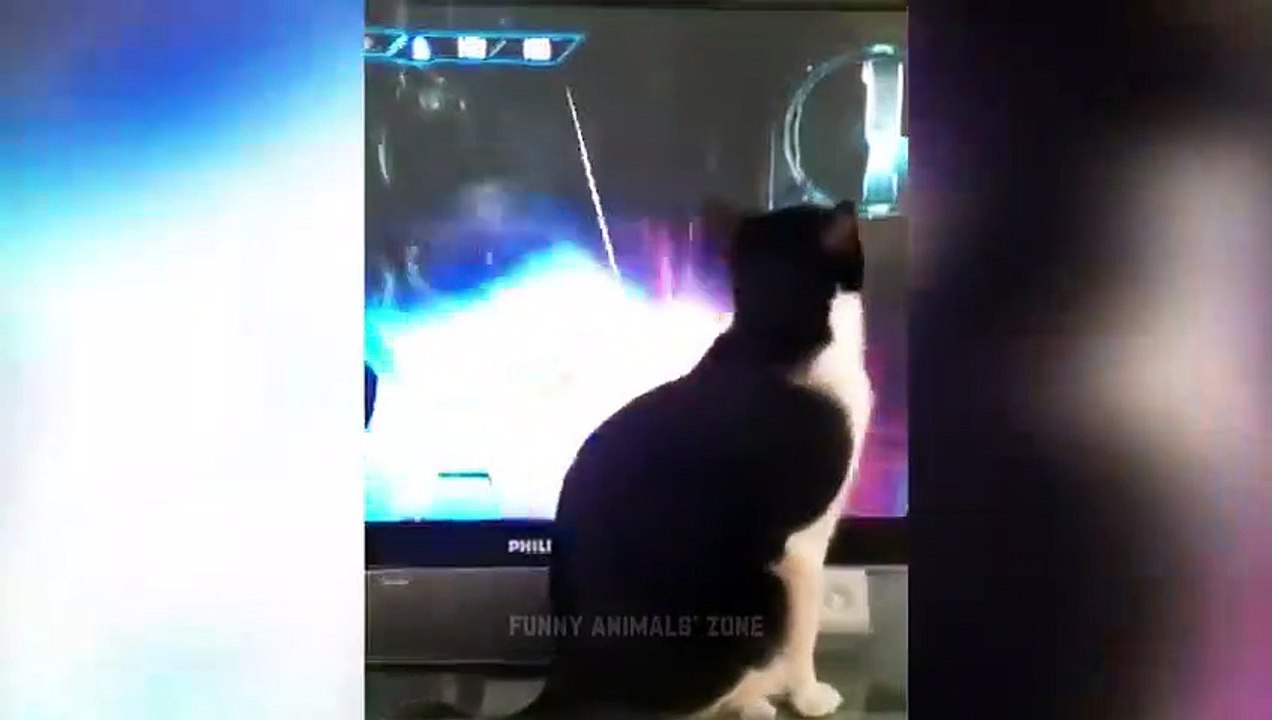 Funniest Animals 2023  Funny Cats and Dogs  - Funny Animal Videos 2023