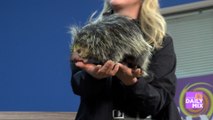 See Porcupines and other Cute Animals at the Wildlife World Zoo, Aquarium & Safari Park!