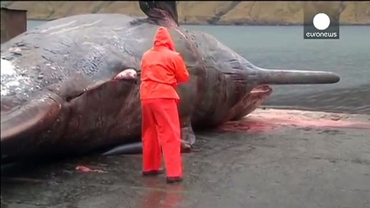 Graphic video: Dead sperm whale explodes as biologist cuts open carcass