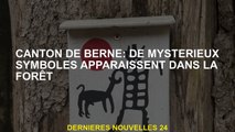 Canton de Berne: des symboles mystérieux apparaissent dans la forêt