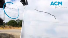 Snake seen jumping off roof dubbed 'Most Australian Thing Ever'