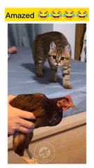 Hahaha Funny amazed Cat #shorts #animals