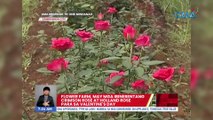Flower farm, may mga ibinebentang Crimson Rose at Holland Rose para sa Valentine's Day | UB