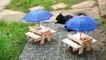Squirrels ‘dine’ at mini-pub in wildlife lover’s back garden
