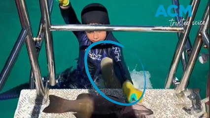Shocking moment reef shark bites boy as dad films