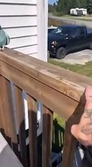 Parrot Waving Hello While Free flying Outside