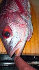 #pescado #receta #cocina #comida #alimento #mukbang #marisco #fresco #mar #playa #comida #frito
