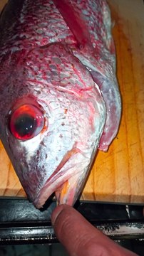 #pescado #receta #cocina #comida #alimento #mukbang #marisco #fresco #mar #playa #comida #frito