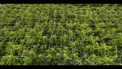 The Business Of Drugs - Cannabis