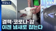 [자막뉴스] 평소와 다른 반응...순식간에 환자 찾아낸 동물들 / YTN