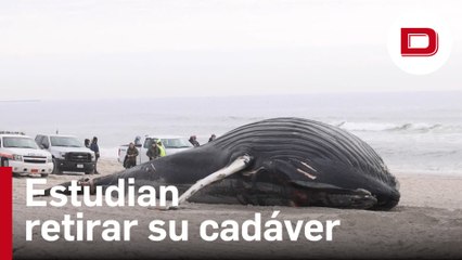 El cadáver de una ballena encallado en las playas de Nueva York