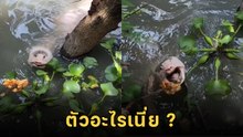 ชาวเน็ตสะดุ้ง ! นึกว่าให้อาหารปลาไหลเผือก แต่พอโผล่พ้นน้ำ ยกมือสาธุแทบไม่ทัน