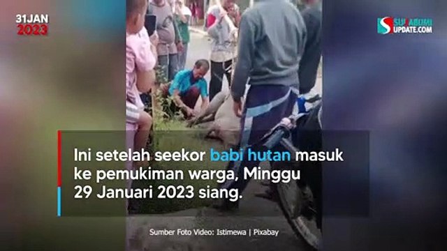 Geger Babi Hutan Masuk Kampung di Surade Sukabumi, Seruduk Lansia Hingga Luka