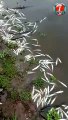 Gran mortandad de peces en el dique La Cañada