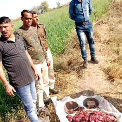 रणथम्भौर: शिकारियों का गढ़ बन रही खण्डार व फलौदी रेंज