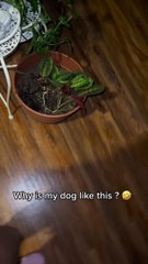 Greedy Pup Can't Keep Paws Off Leftovers