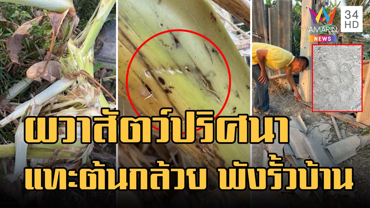 ชาวบ้านผวา รอยสัตว์ปริศนาแทะต้นกล้วย-พังรั้วบ้าน | ข่าวเที่ยงอมรินทร์ | 31 ม.ค.66