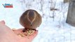 Dove (Zenaida macroura) | Nature is Amazing | Viral Birds Videos