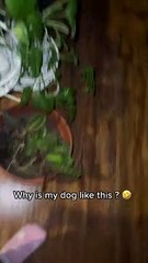 Greedy Pup Can't Keep Paws Off Leftovers