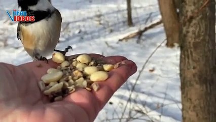 Black-capped Chickadees and Tufted Titmice | Nature is Amazing