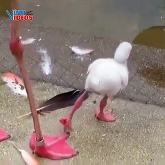 A baby flamingo learning how to stand on one leg | Nature is Amazing