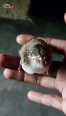 Goldfinch New Baby Born |  American Goldfinch Birds | Nature is Awesome