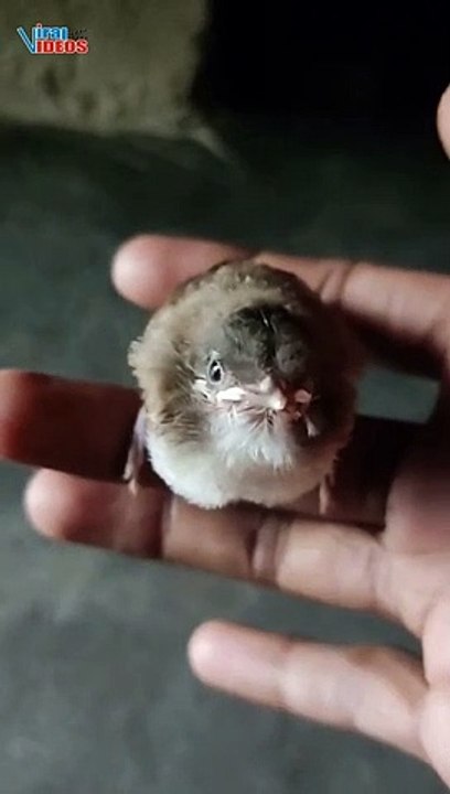 Goldfinch New Baby Born |  American Goldfinch Birds | Nature is Awesome